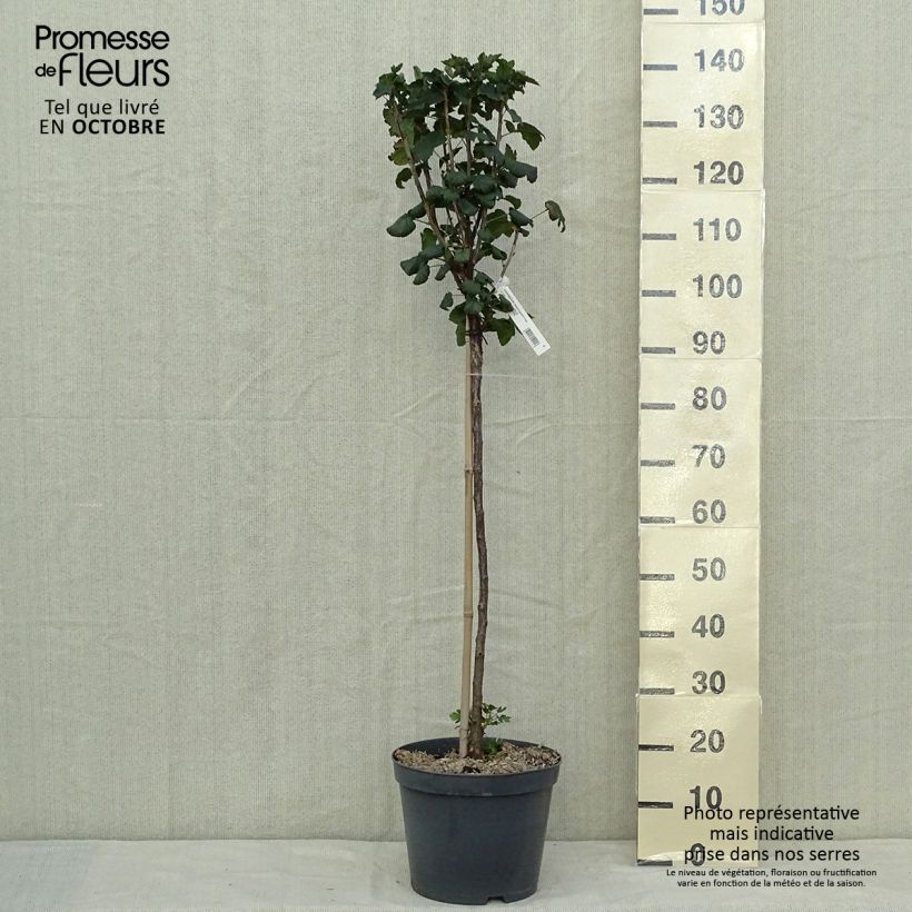 Exemplaar van Rode aalbes Delbard Giganta Pot van 7,5 l/10 l, Kwartstam zoals geleverd in de herfst
