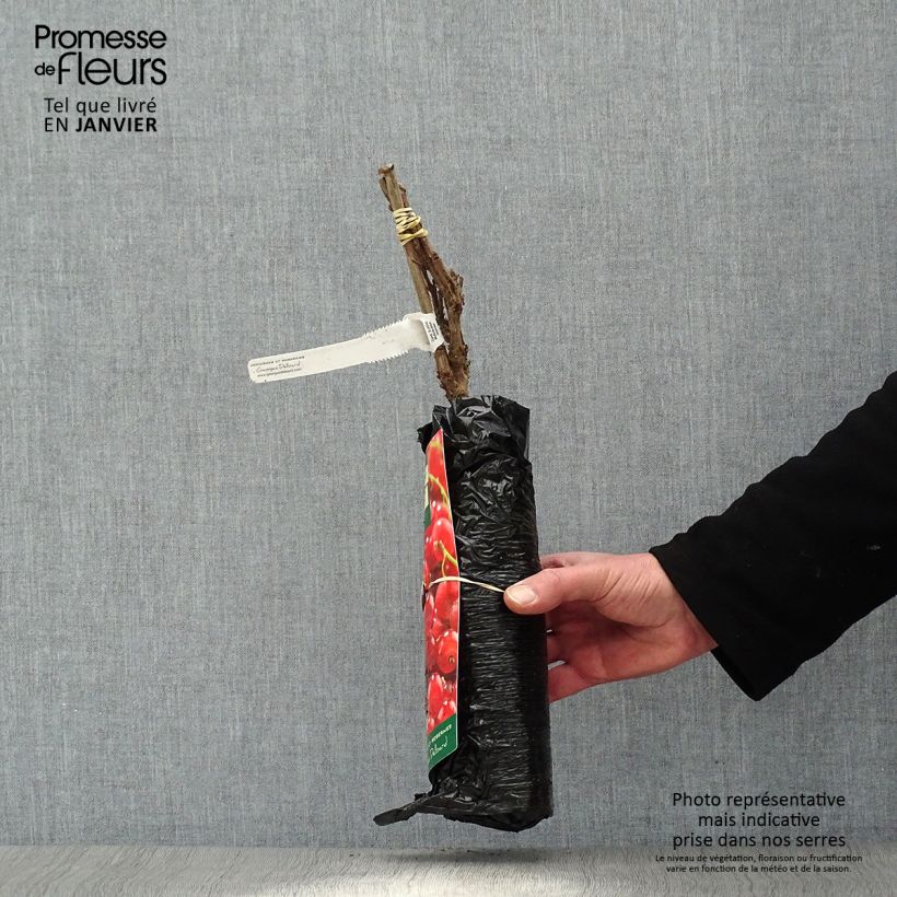 Exemplaar van Rode aalbes Eerste druifaalbes Plantklare kluit, Struik zoals geleverd in de winter