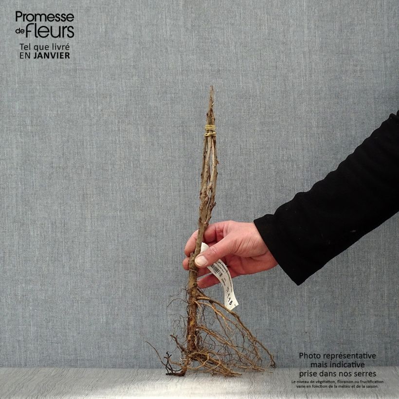 Exemplaar van Rode aalbes Eerste druifaalbes Naakte wortel, Struik zoals geleverd in de winter