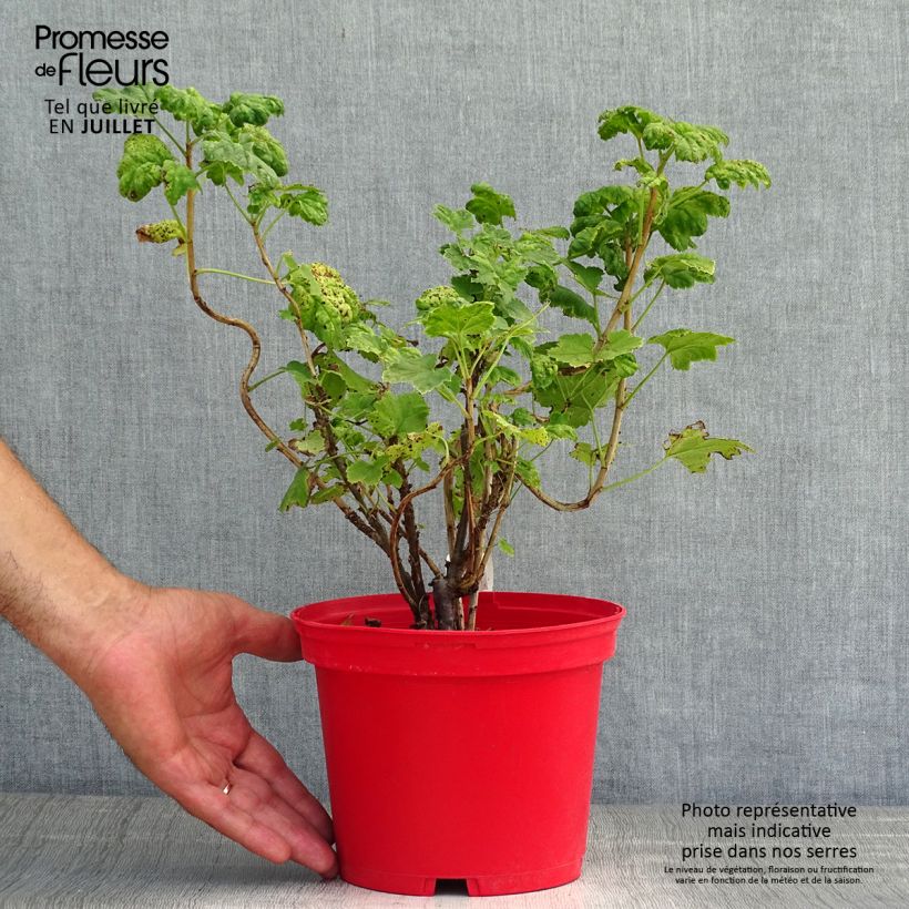 Exemplaar van Rode aalbes Versaillaise Rouge Pot van 1,5 l/2 l zoals geleverd in de zomer