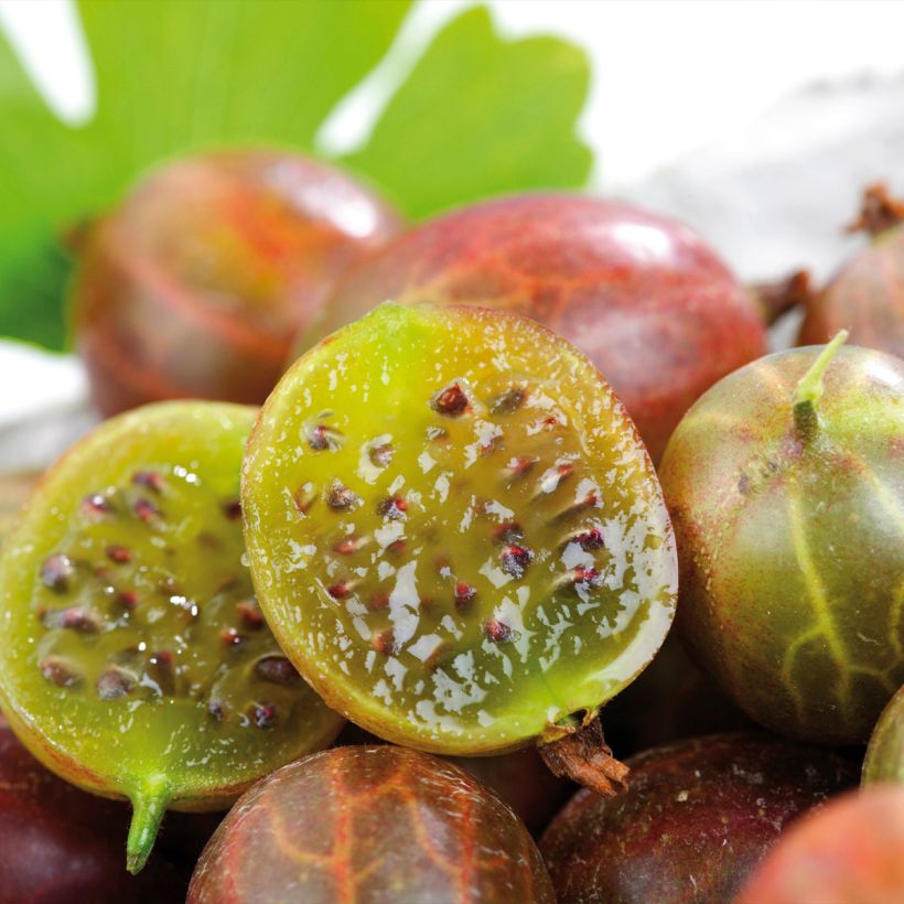 Kruisbes Freedonia (Oogst)