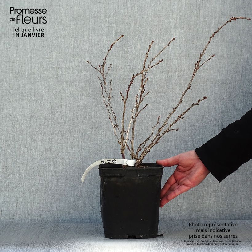 Exemplaar van Groseillier à maquereaux Freedonia  Pot van 4 l/5 l zoals geleverd in de winter