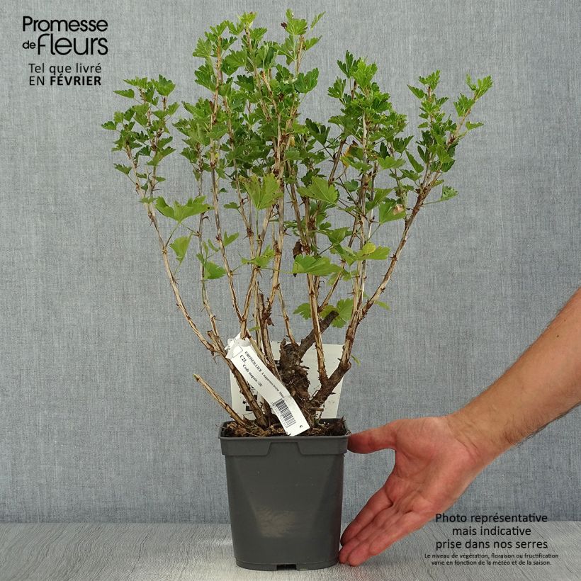 Exemplaar van Kruisbes Invicta Pot van 1,5 l/2 l zoals geleverd in de herfst