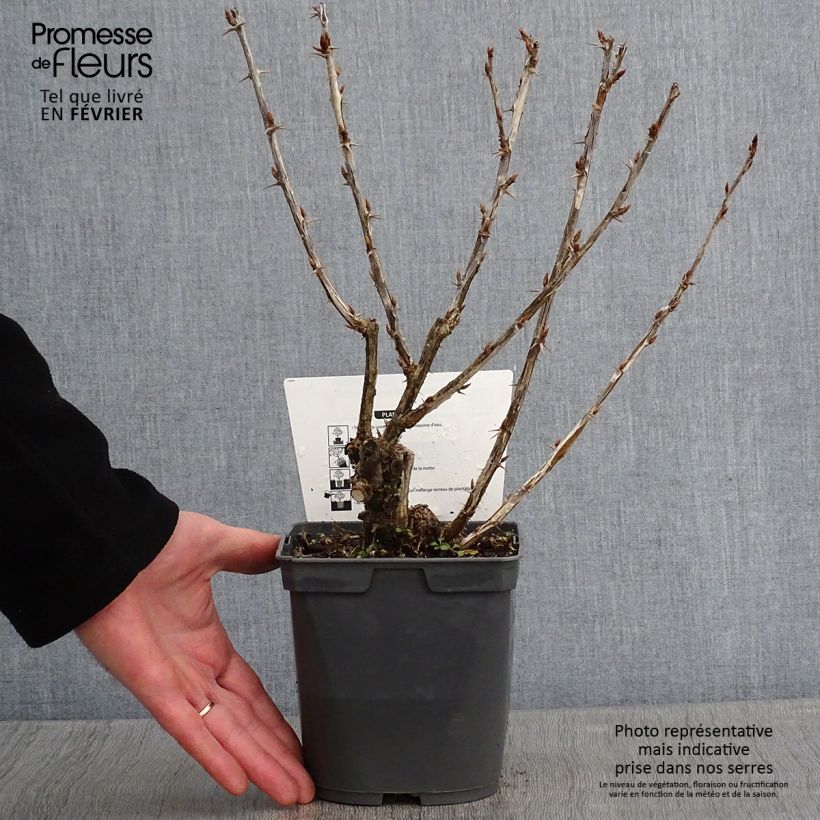 Exemplaar van Kruisbes Invicta Pot van 1,5 l/2 l zoals geleverd in de winter