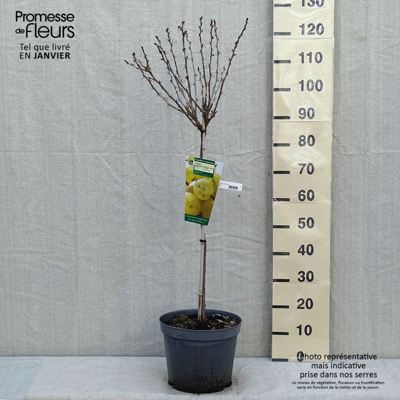 Exemplaar van Kruisbes Invicta Pot van 7,5 l/10 l, Kwartstam zoals geleverd in de winter