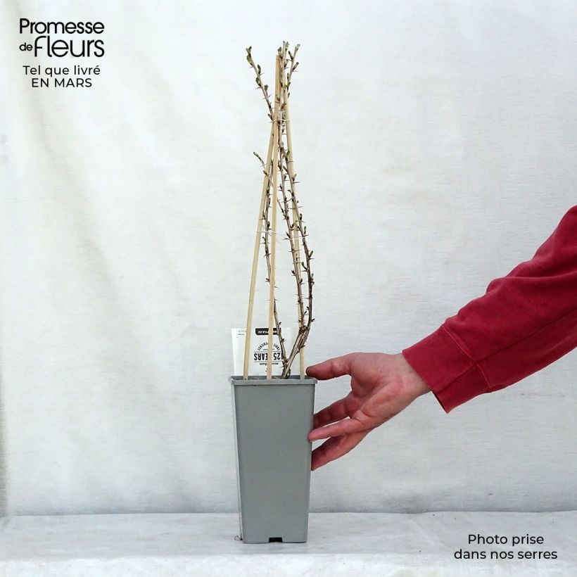 Exemplaar van Kruisbes Lady Sun Pot van 1 l/1,5 l, Struik zoals geleverd in de lente