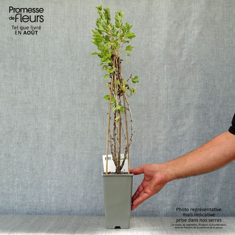 Exemplaar van Kruisbes Hinnonmäki Röd BIO Pot van 1,5 l/2 l, Struik zoals geleverd in de zomer