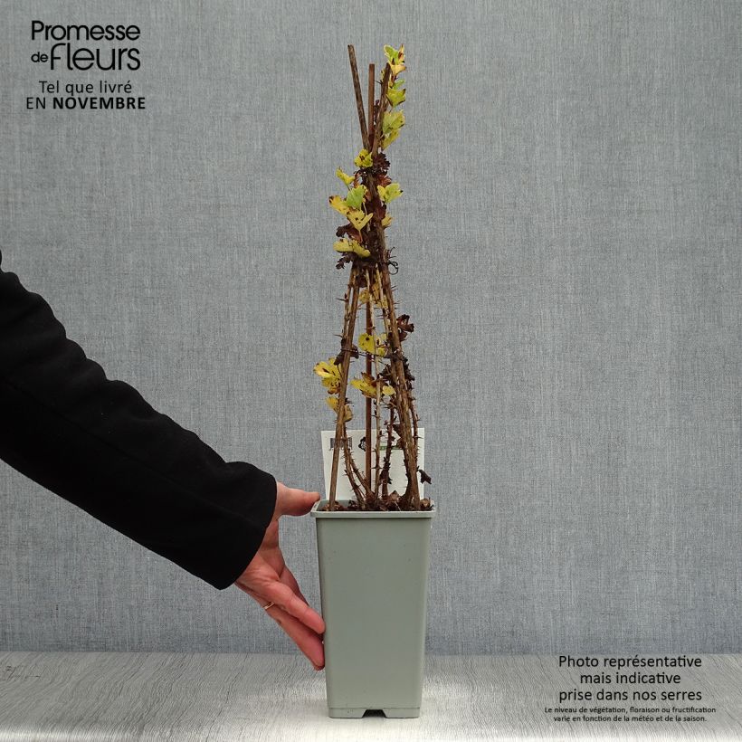 Exemplaar van Kruisbes Hinnonmäki Röd Pot van 1,5 l/2 l, Struik zoals geleverd in de herfst