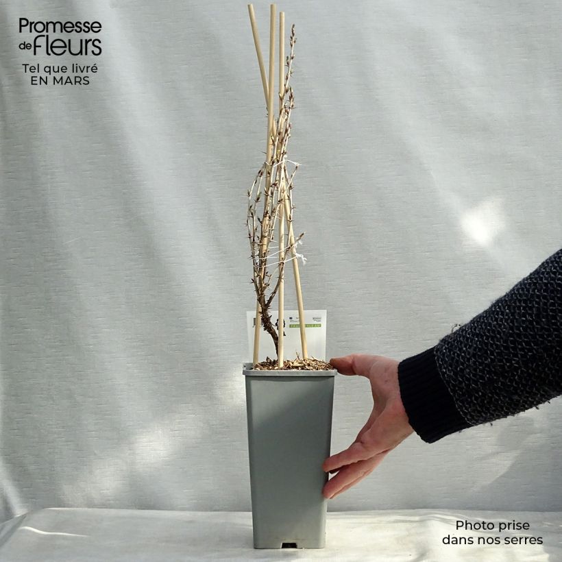 Exemplaar van Kruisbes Hinnonmäki Röd Pot van 1,5 l/2 l, Struik zoals geleverd in de winter