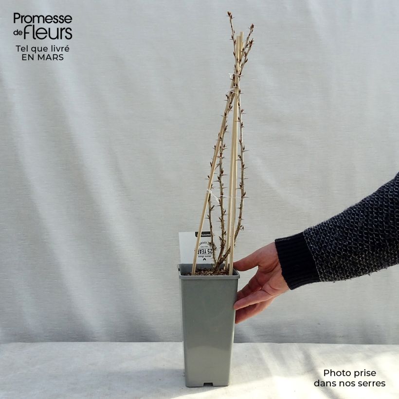 Exemplaar van Kruisbes Hinnonmäki Grün Pot van 1,5 l/2 l, Struik zoals geleverd in de winter