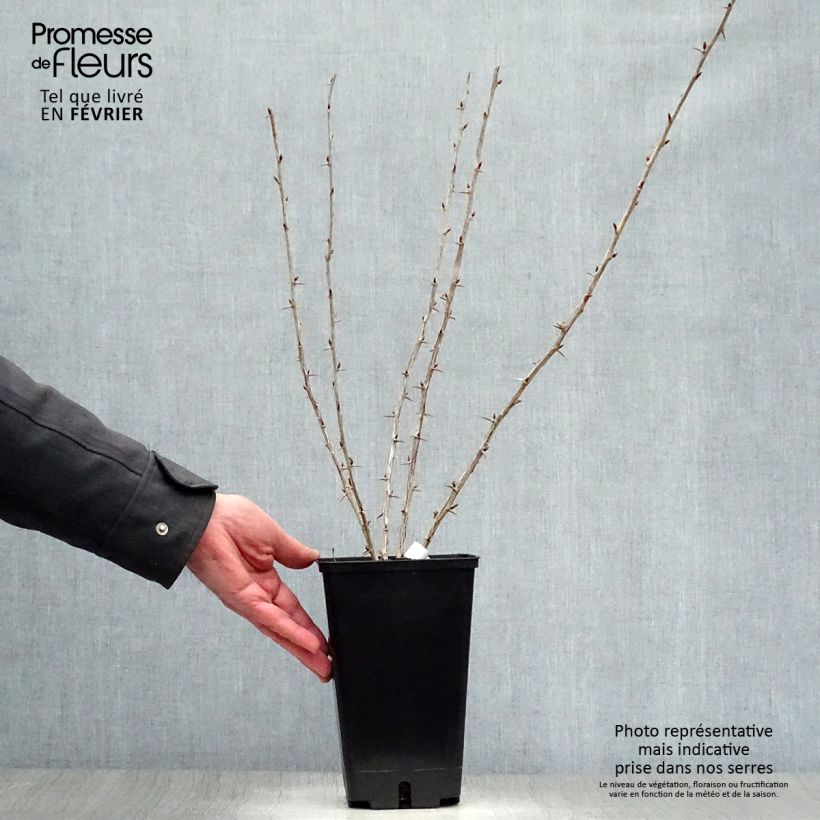 Exemplaar van Worcesterbes - Ribes uva-crispa Worcesterberry Pot van 2 l/3 l zoals geleverd in de winter