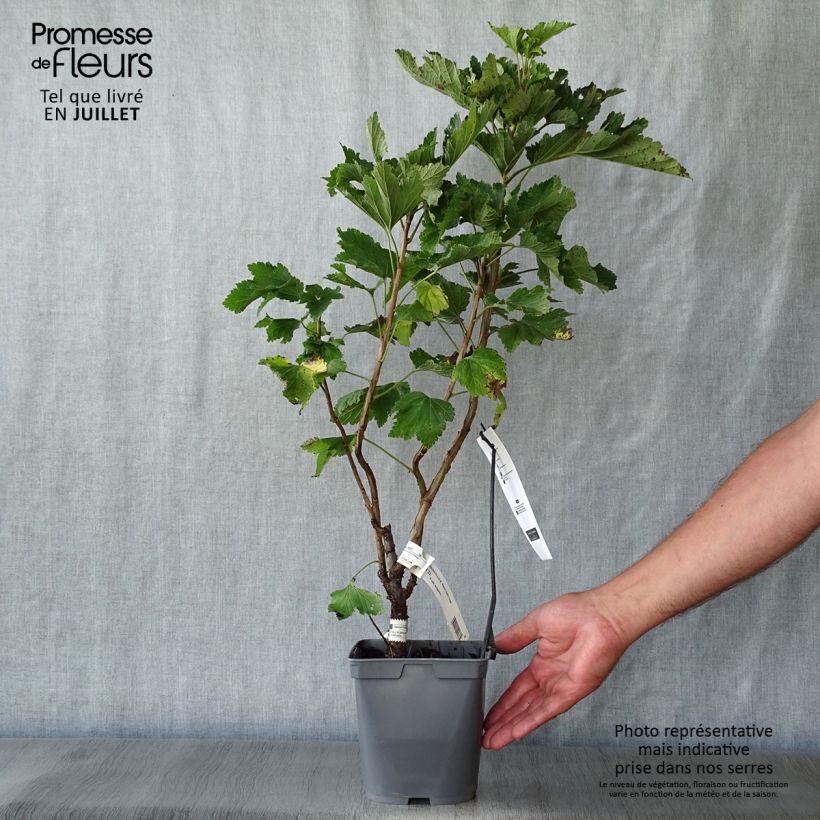 Exemplaar van Rode bes Agate Rouge Georges Delbard Pot van 2 l/3 l, Struik zoals geleverd in de zomer