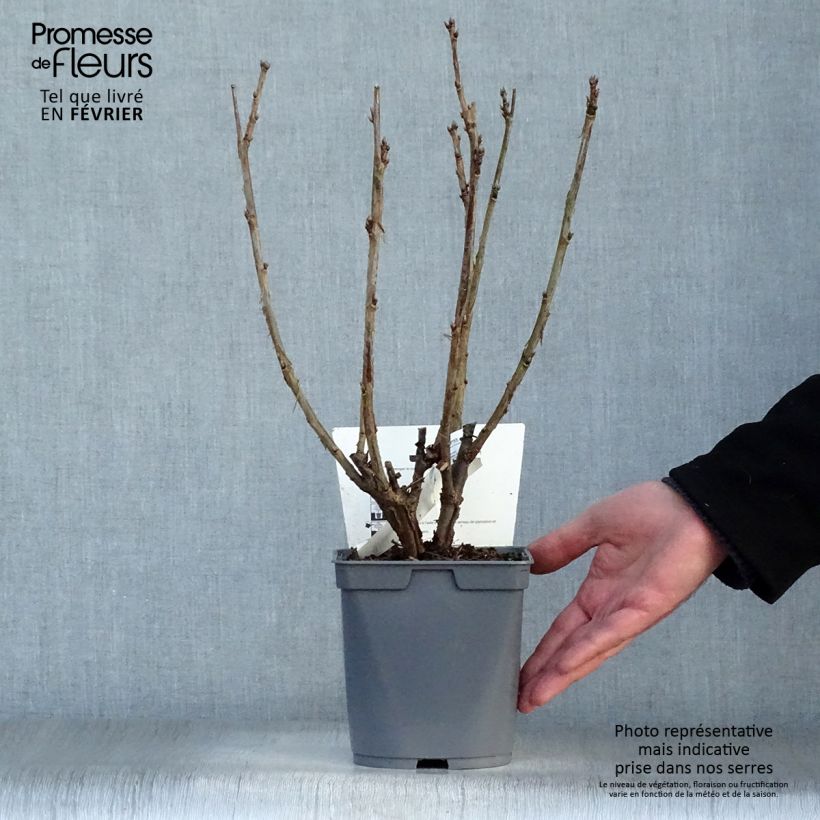 Exemplaar van Rode bes Agate Rouge Georges Delbard Pot van 2 l/3 l, Struik zoals geleverd in de winter