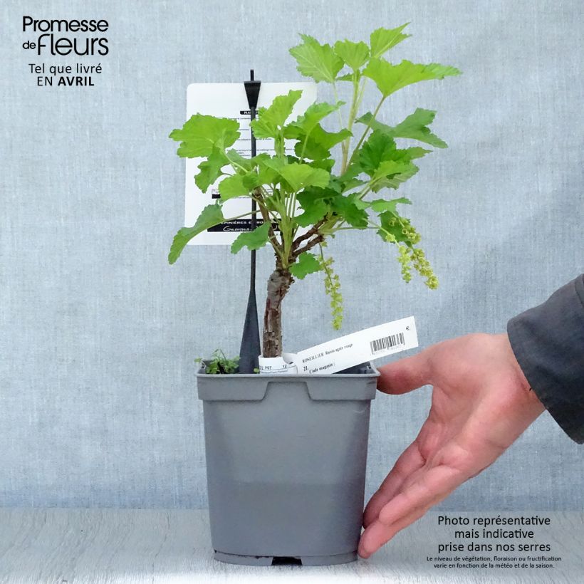 Exemplaar van Rode bes Agate Rouge Georges Delbard Pot van 2 l/3 l, Struik zoals geleverd in de lente