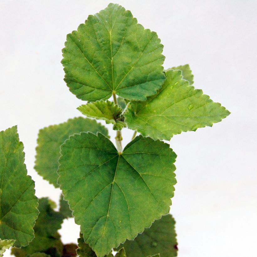 Althaea officinalis - Heemst (Foliage)