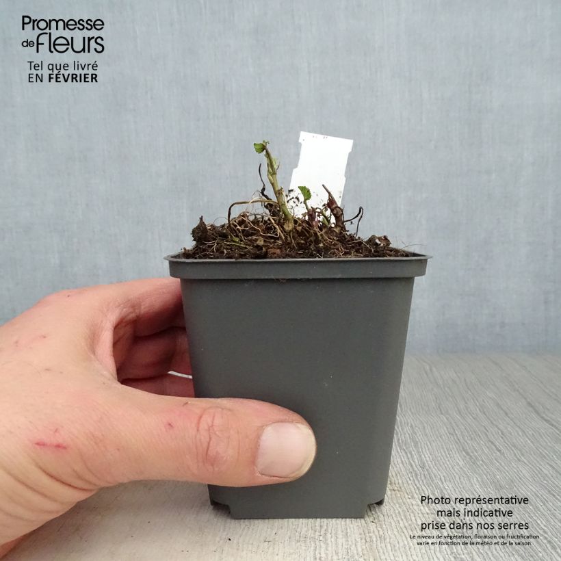 Example of Guimauve officinale - Althaea officinalis Kweekpotje van 8/9 cm as you get in hiver