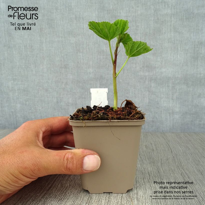 Exemplaar van Althaea officinalis - Heemst Kweekpotje van 8/9 cm zoals geleverd in de lente