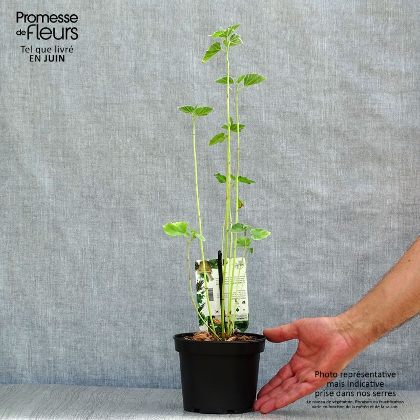 Exemplaar van Althaea officinalis - Heemst Pot van 1,5 l/2 l zoals geleverd in de zomer