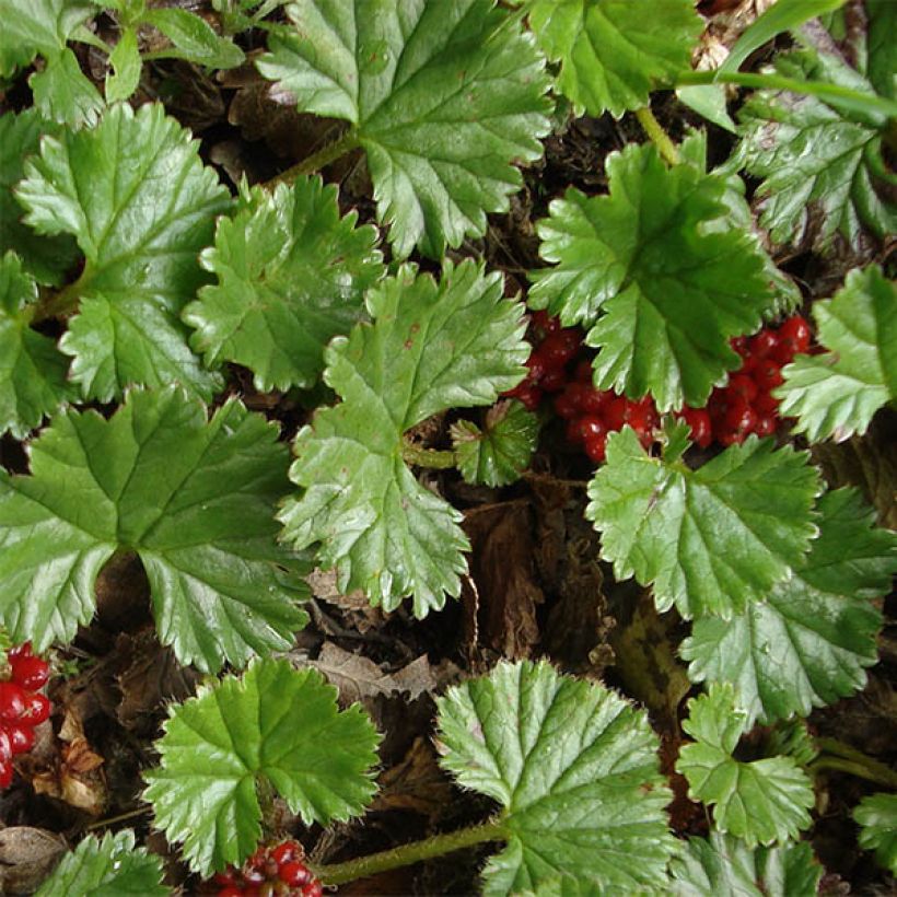 Gunnera magellanica - Sierrabarber (Foliage)