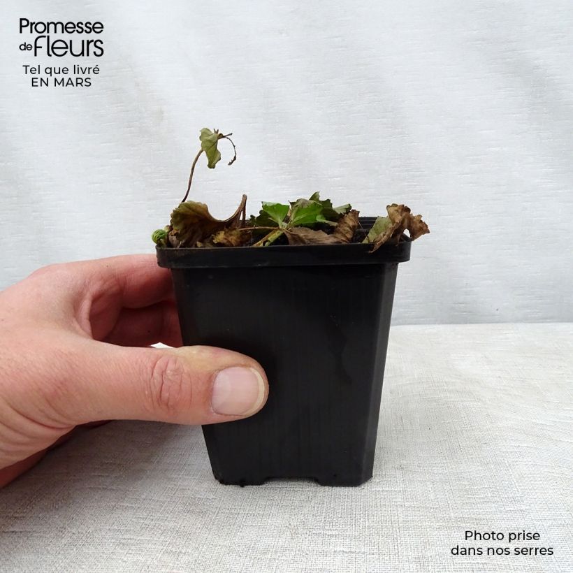 Exemplaar van Gunnera magellanica - Sierrabarber Kweekpotje van 8/9 cm zoals geleverd in de lente