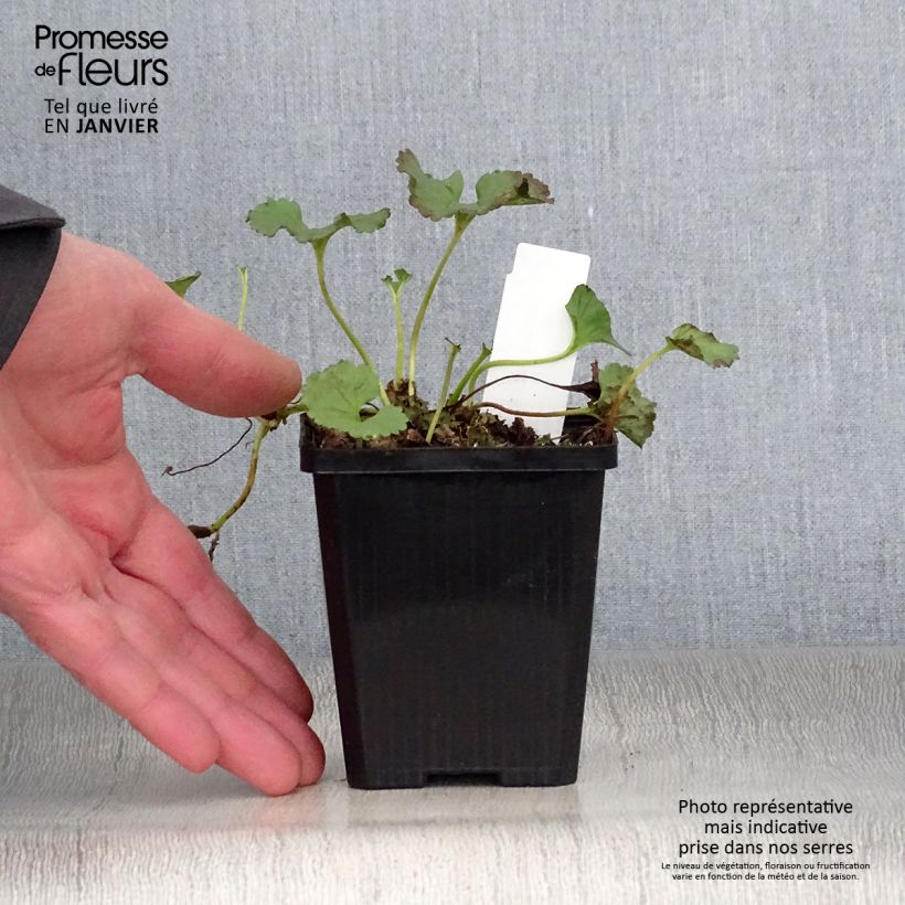 Example of Gunnera magellanica - Sierrabarber Kweekpotje van 8/9 cm as you get in hiver