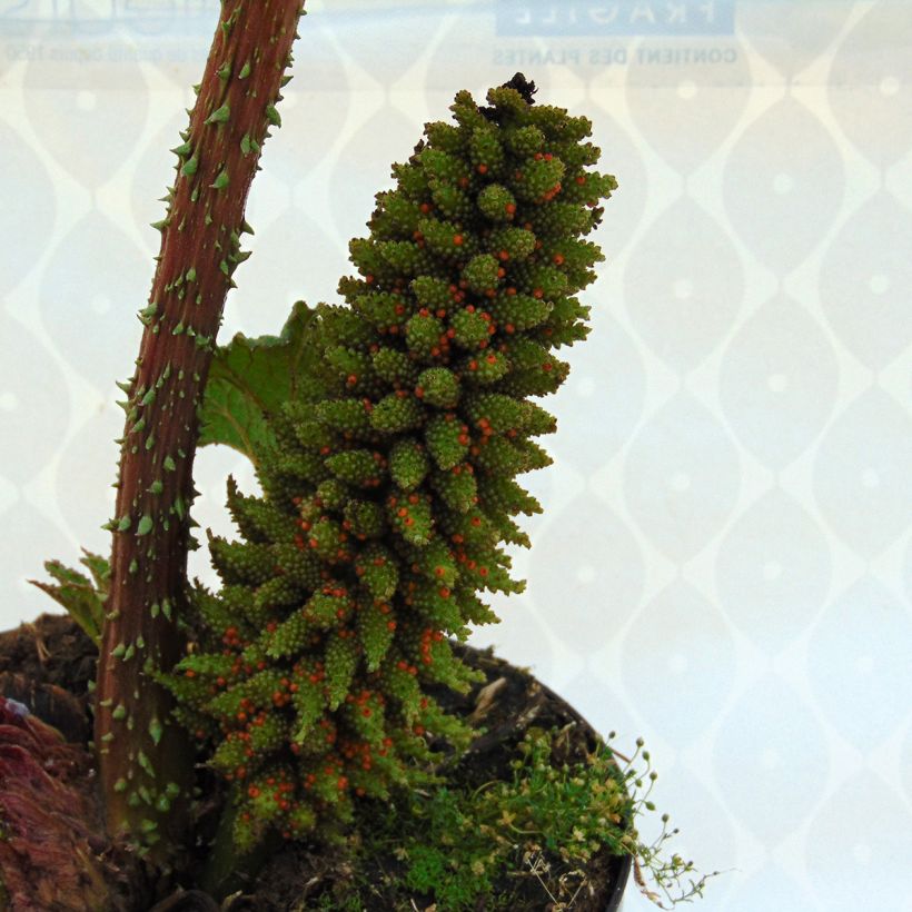 Gunnera manicata - Mammoetblad (Bloei)