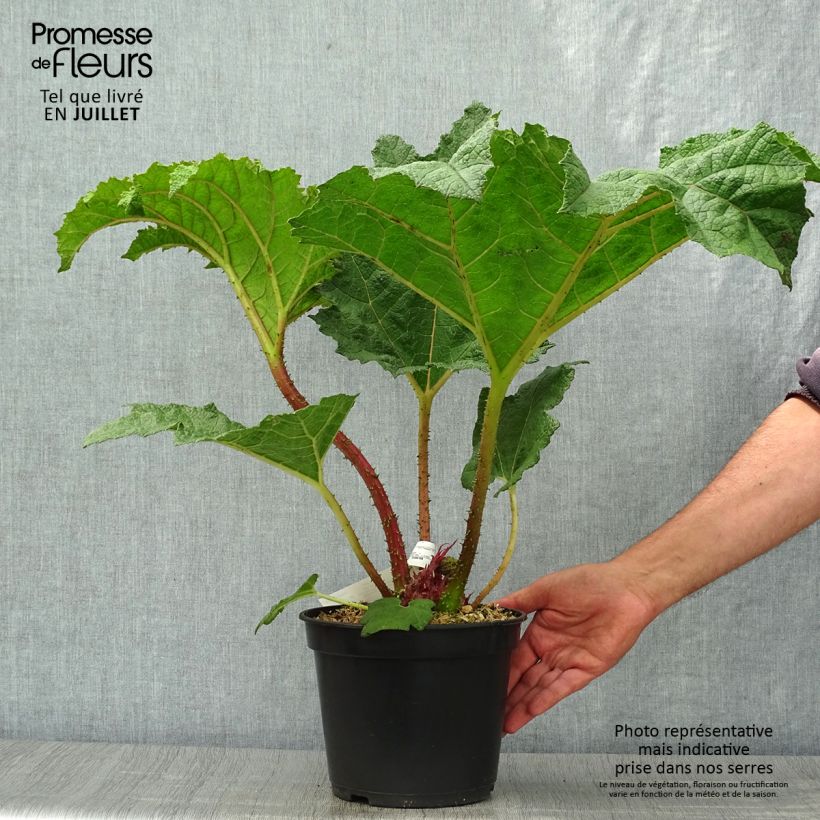 Exemplaar van Gunnera manicata - Mammoetblad Pot van 3 l/4 l zoals geleverd in de zomer