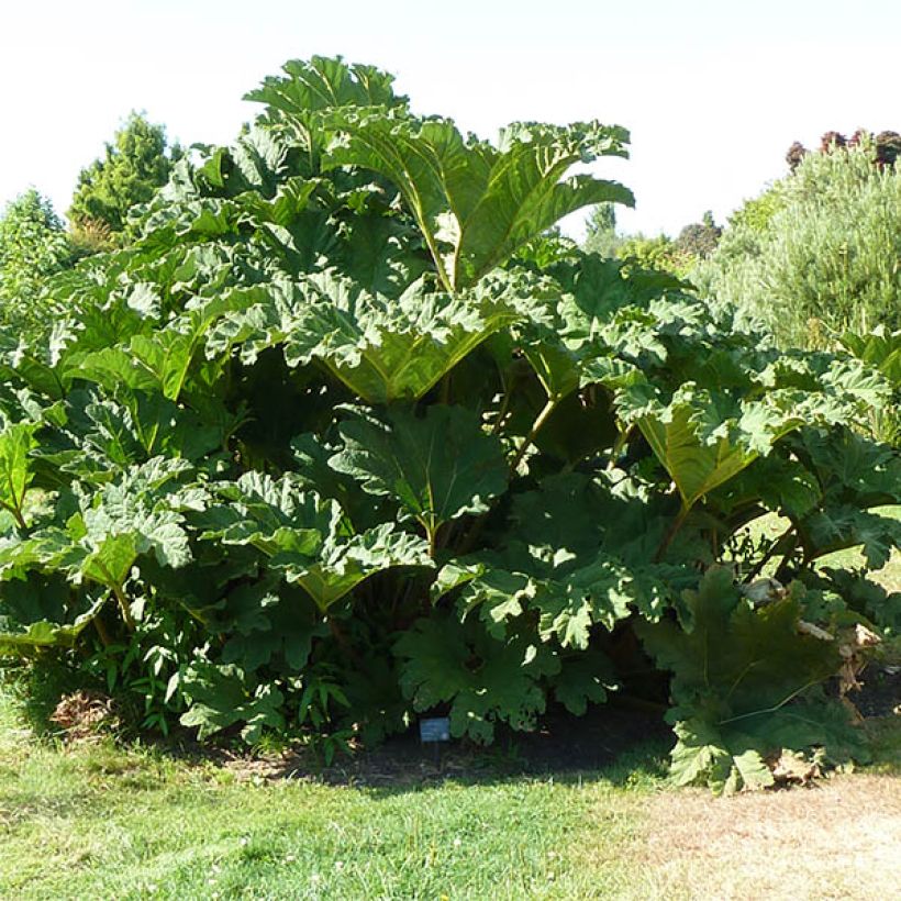 Gunnera tinctoria - Reuzenrabarber (Groeiplaats)