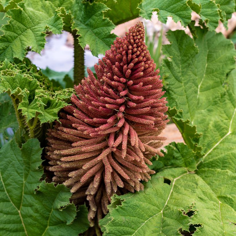 Gunnera tinctoria - Reuzenrabarber (Bloei)