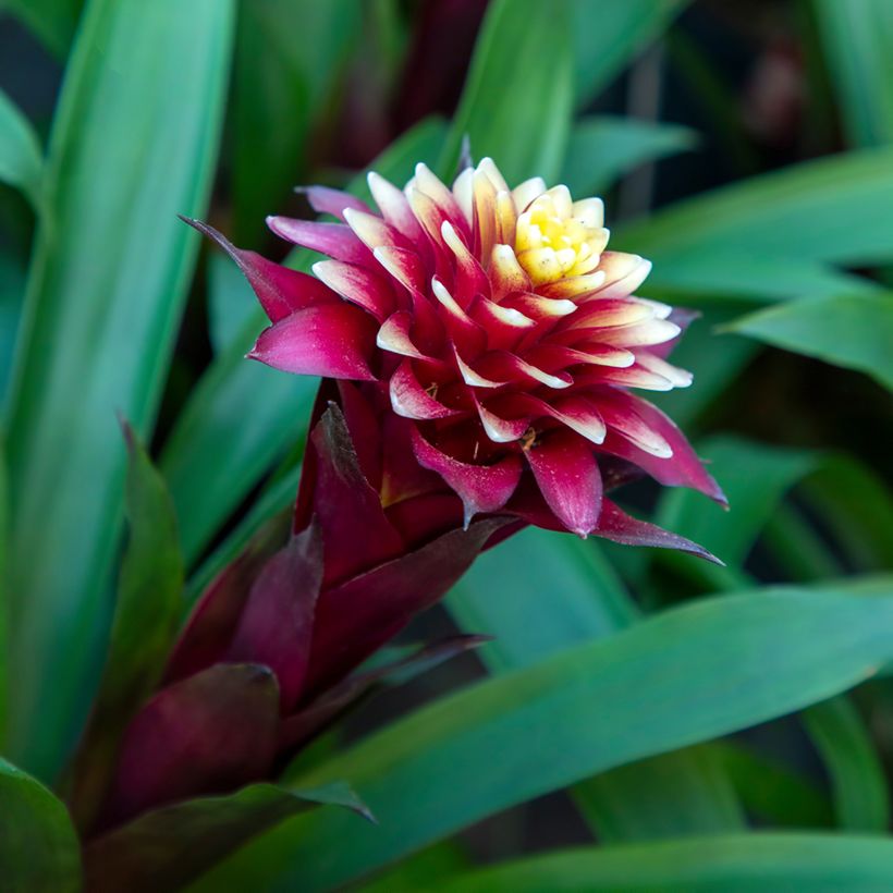Guzmania Akabar - Luchtbromelia (Bloei)