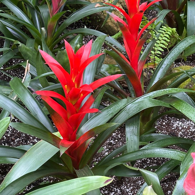 Guzmania Calypso - Bromelia (Groeiplaats)