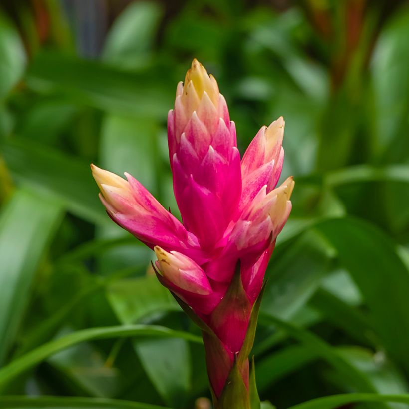 Guzmania Candy - Luchtbromelia (Bloei)