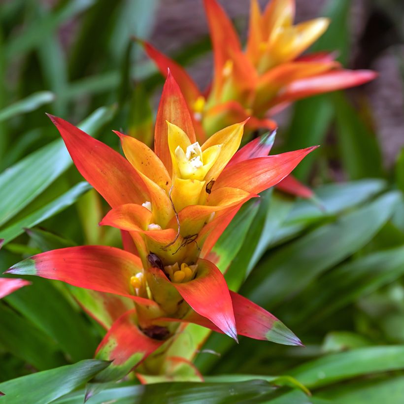 Guzmania Flava - Luchtbromelia (Bloei)