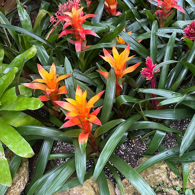 Guzmania Flava - Luchtbromelia (Groeiplaats)