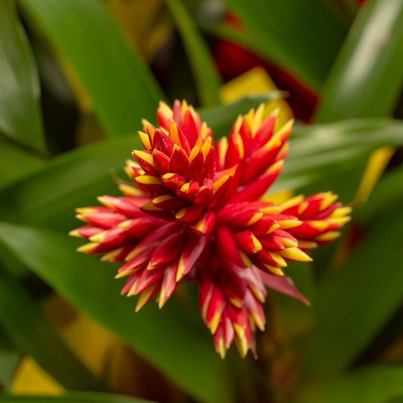Guzmania Loja - Luchtbromelia (Bloei)
