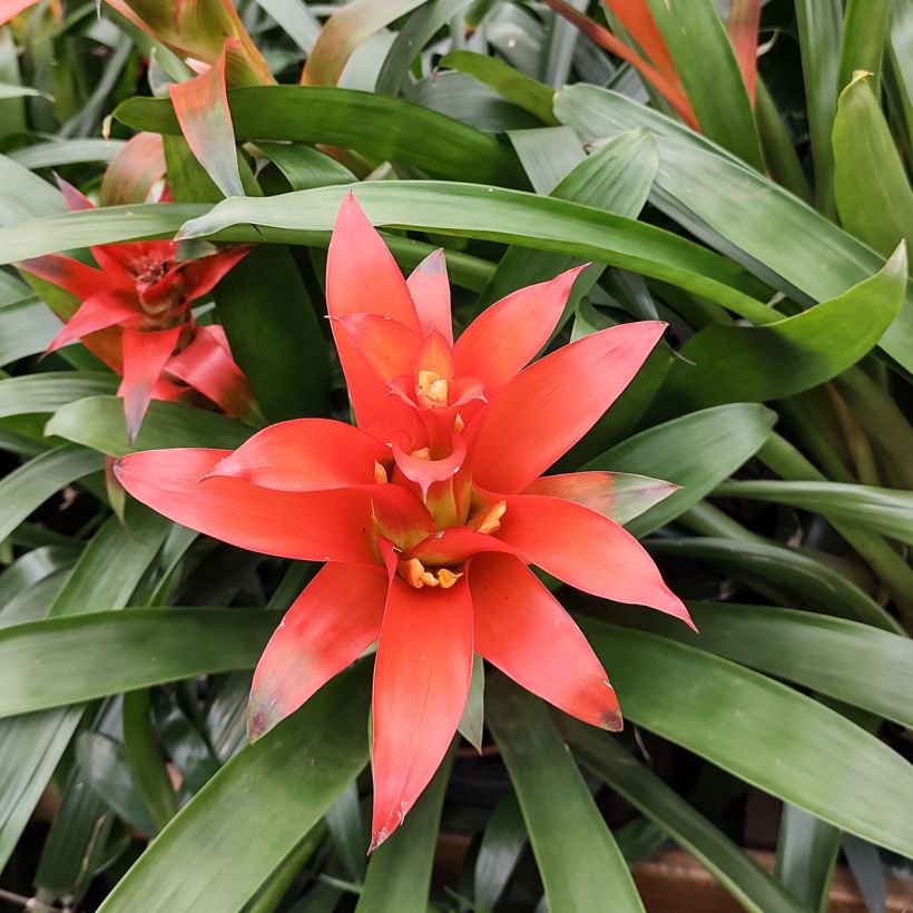 Guzmania Melissa - Bromelia (Bloei)
