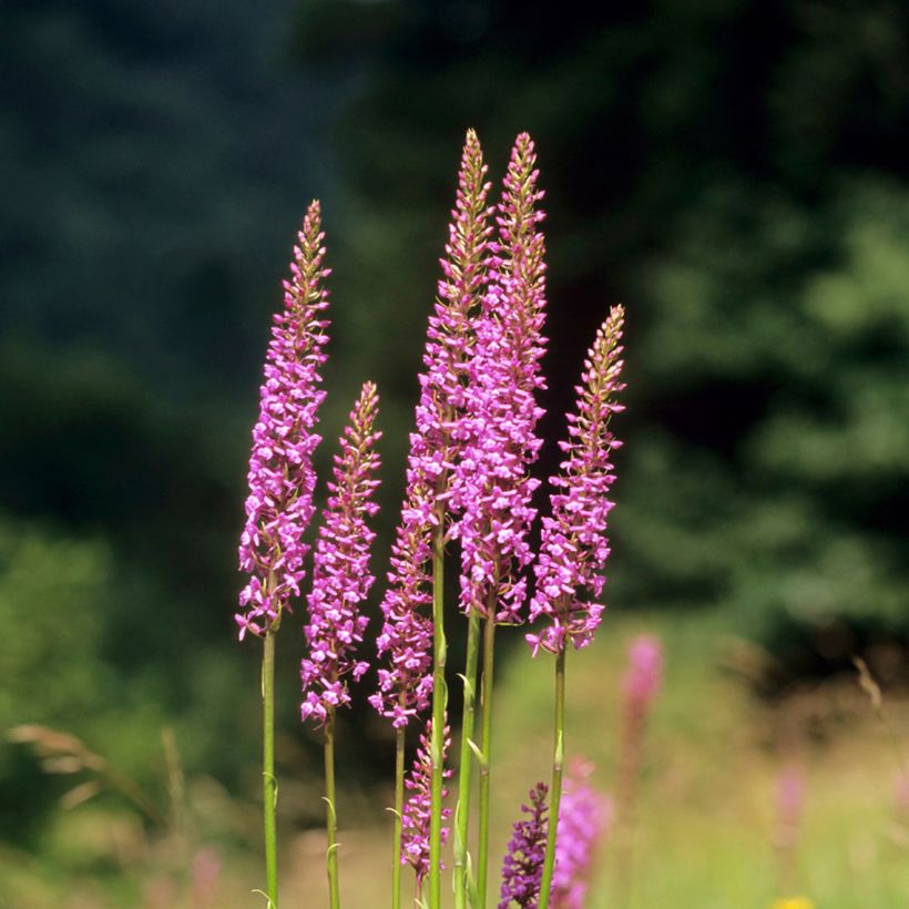 Gymnadenia conopsea - Grote muggenorchis (Groeiplaats)
