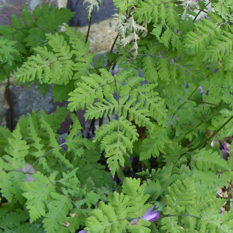 Gymnocarpium dryopteris - Gebogen driehoeksvaren (Blad)