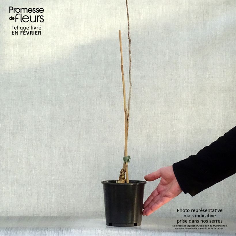 Example of Gymnocladus dioica - Chicot du Canada Pot van 3 l/4 l as you get in hiver