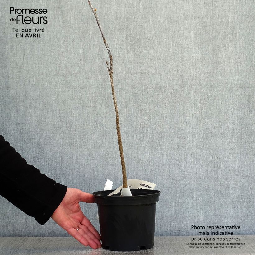 Exemplaar van Gymnocladus dioica - Doodsbeenderenboom Pot van 3 l/4 l zoals geleverd in de lente