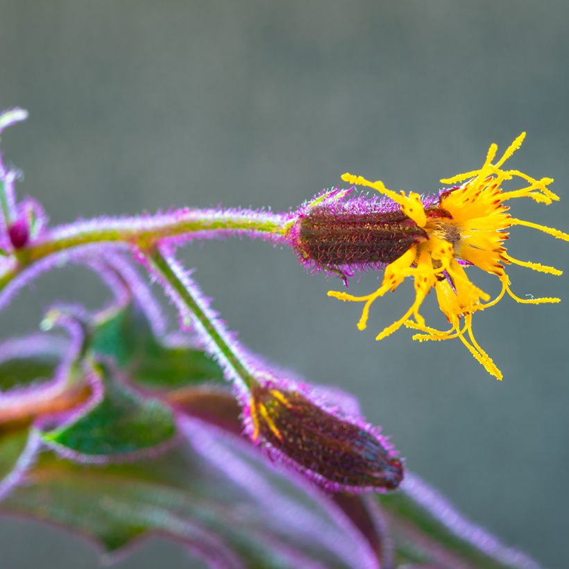 Gynura aurantiaca - Fluweelplant (Bloei)