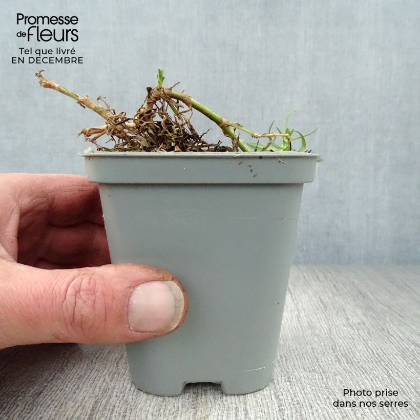 Example of Gypsophila Rosenschleier - Gypsophile Rosy Veil Kweekpotje van 8/9 cm as you get in hiver