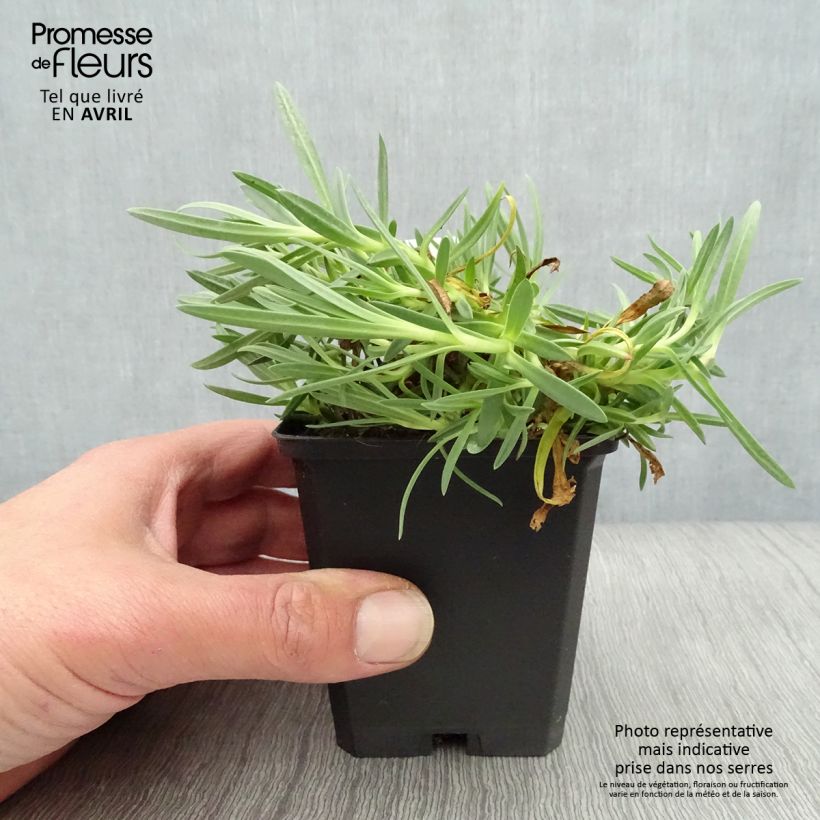 Exemplaar van Gypsophila Rosenschleier - Bruidssluier Kweekpotje van 8/9 cm zoals geleverd in de lente