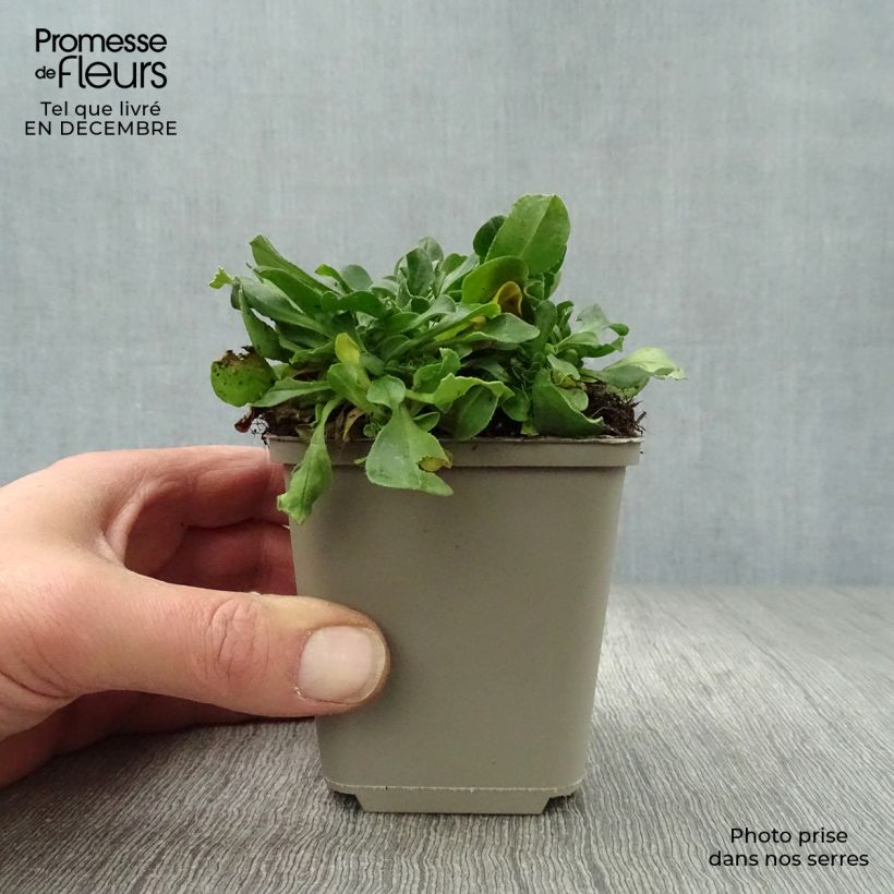 Example of Gypsophile en coussin - Gypsophila cerastioides Kweekpotje van 8/9 cm as you get in hiver