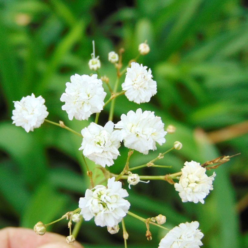 Gypsophila paniculata Bristol Fairy - Bruidssluier (Flowering)