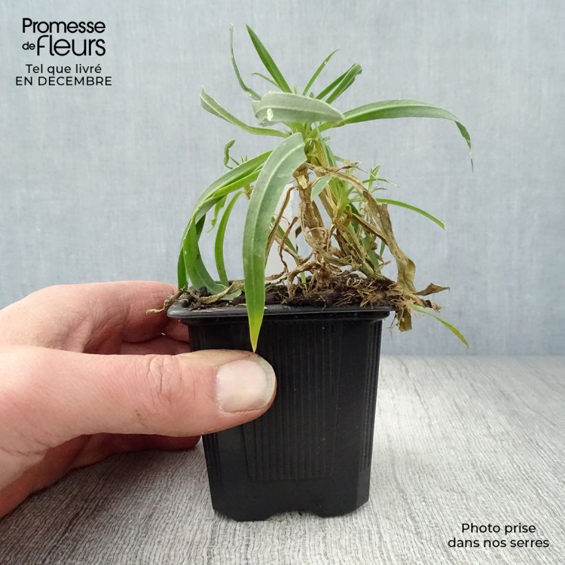 Example of Gypsophila paniculata Bristol Fairy - Gypsophile paniculé Kweekpotje van 8/9 cm as you get in hiver