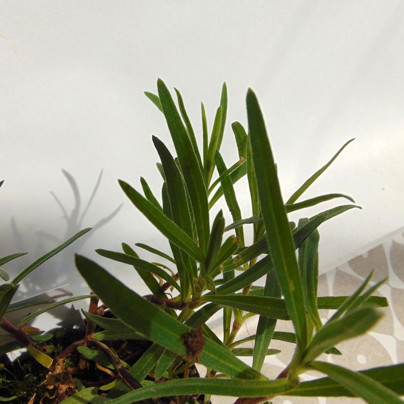 Gypsophila paniculata Flamingo - Bruidssluier (Foliage)