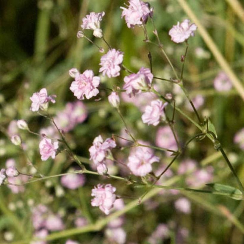 Gypsophila paniculata Flamingo - Bruidssluier (Flowering)