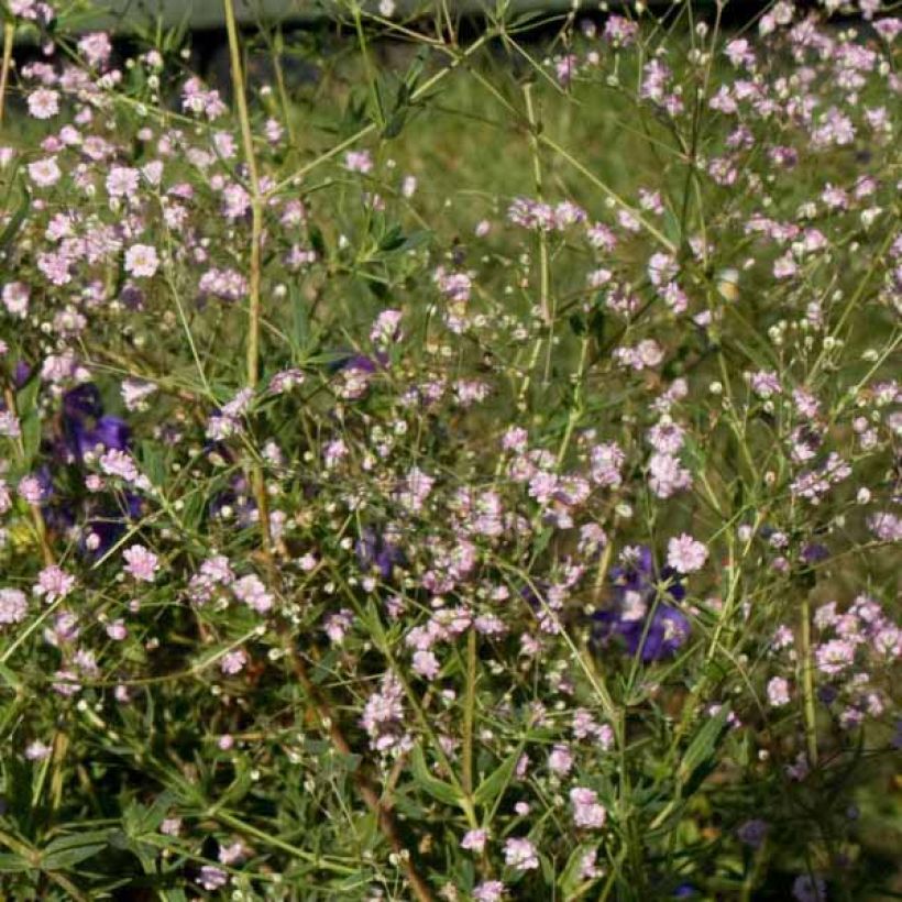 Gypsophila paniculata Flamingo - Bruidssluier (Plant habit)