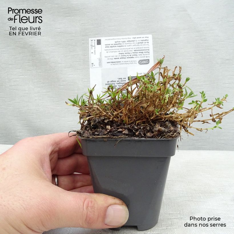 Example of Gypsophila repens Rosa Schönheit - Gypsophile rampant Kweekpotje van 8/9 cm as you get in hiver